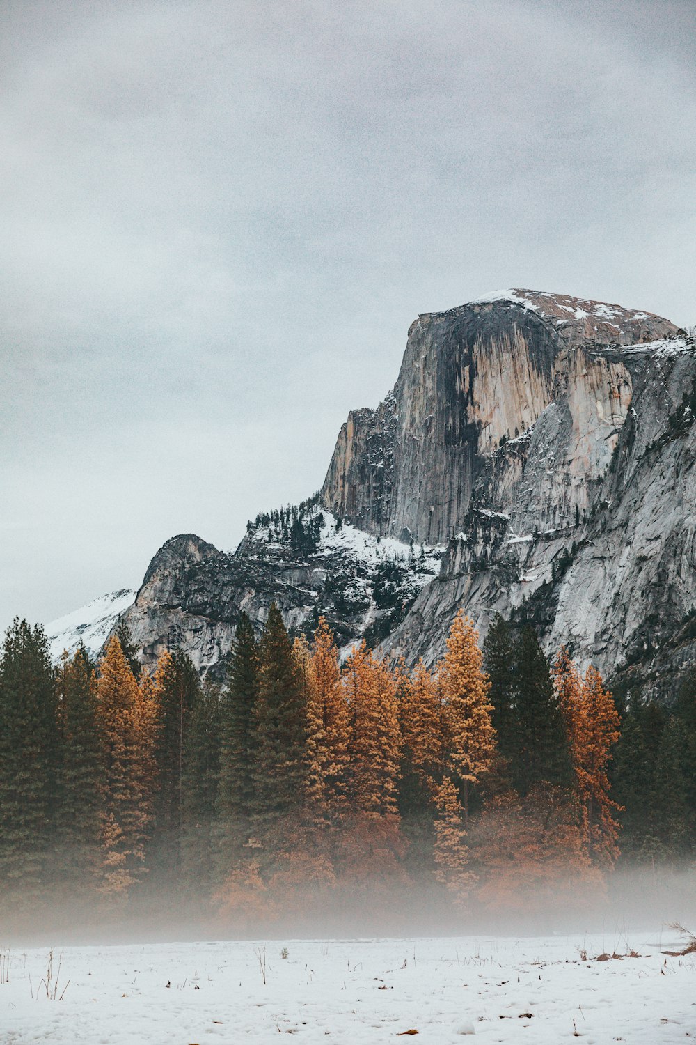 gray mountain and green and brown pine trees scenery