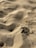 Close-up of raw silica sand in a mining site under natural light.