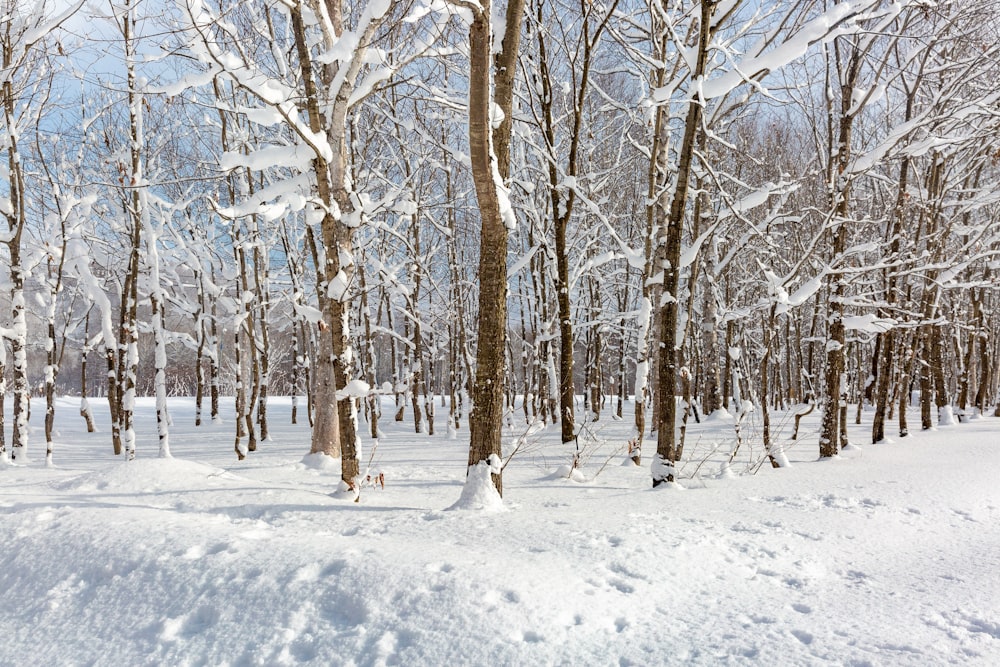 snow covered trees