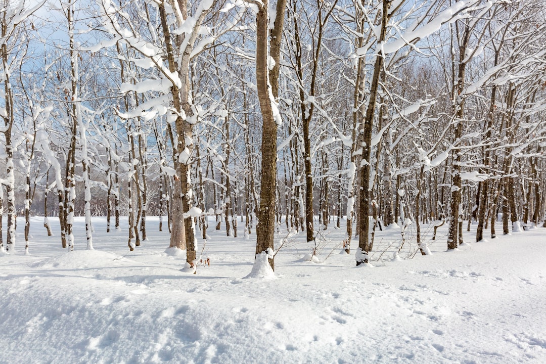 Forest photo spot Niseko Japan