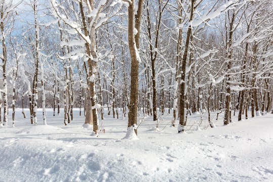 None in Niseko Japan