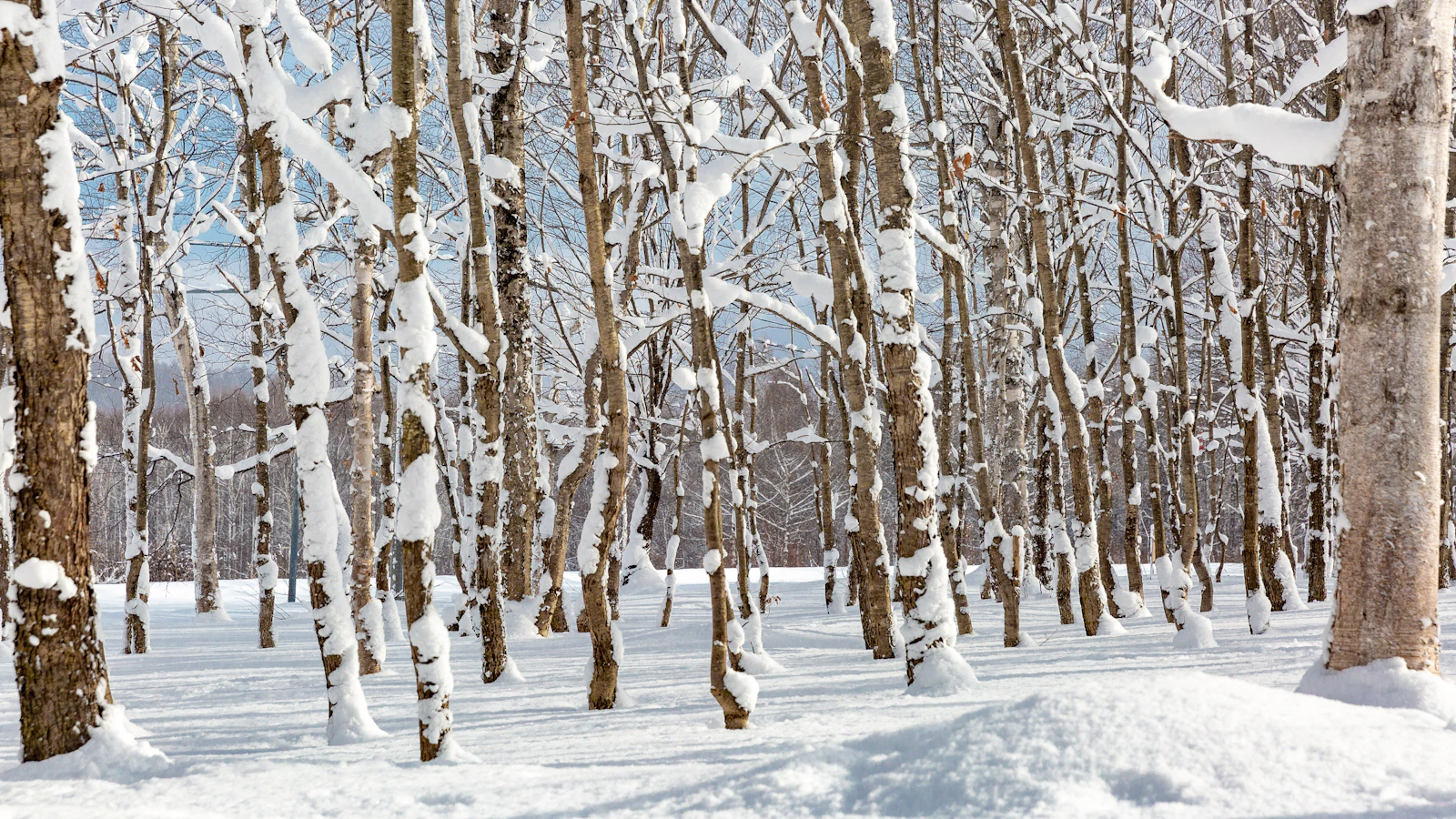北海道ニセコを訪れた早朝、初冬の吹雪で目覚めた。空はふわふわとした雪で覆われていた