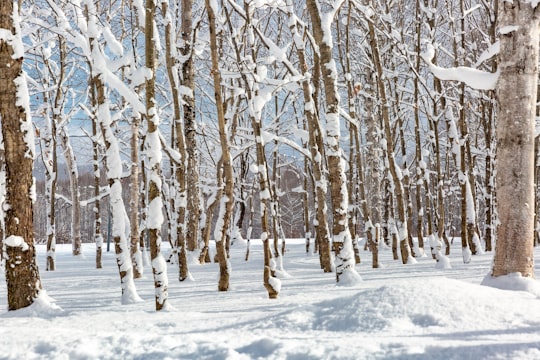 trees with snow in Niseko Japan