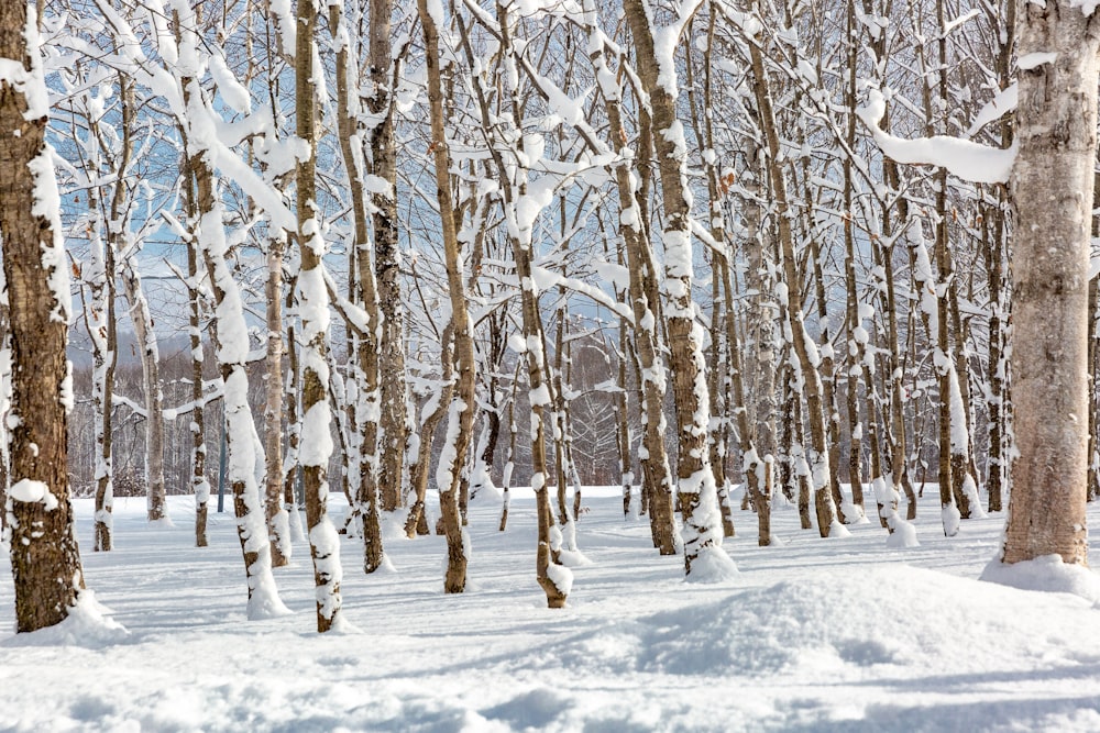 trees with snow