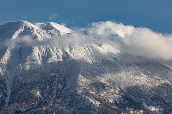 Snowstorm over powder trees at Niseko