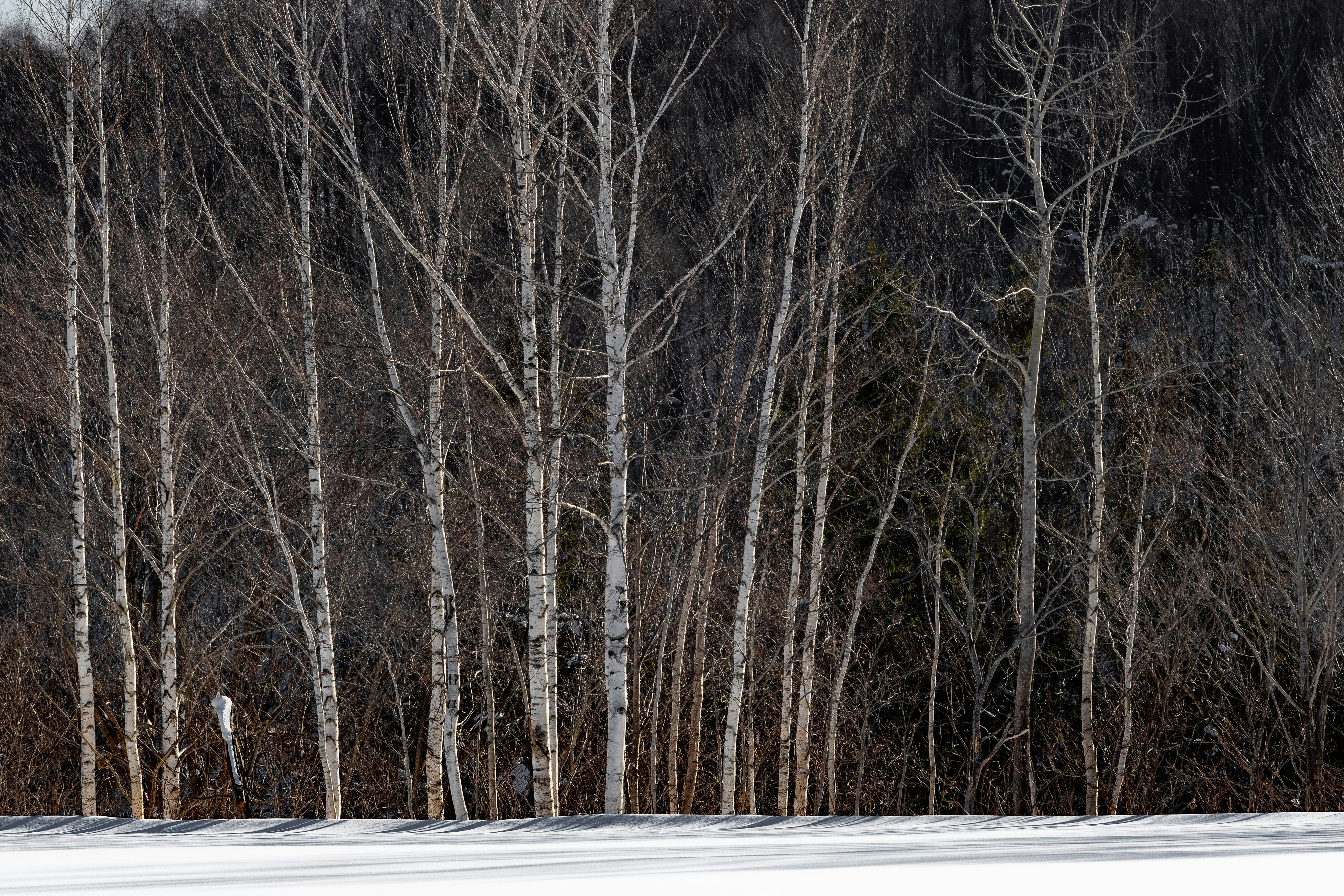 birch trees, Early morning while visiting Niseko, Hokkaido, Japan, I awoke to an early winter snow storm. The sky was dense with fluffy clumps of snow, gently felling from above, accumulating quickly across the region as people slept in their mountain homes. I grab my camera and hopped into my car, knowing that I would be the first on the road to witness a snow fall I haven’t experienced for more than a decade.