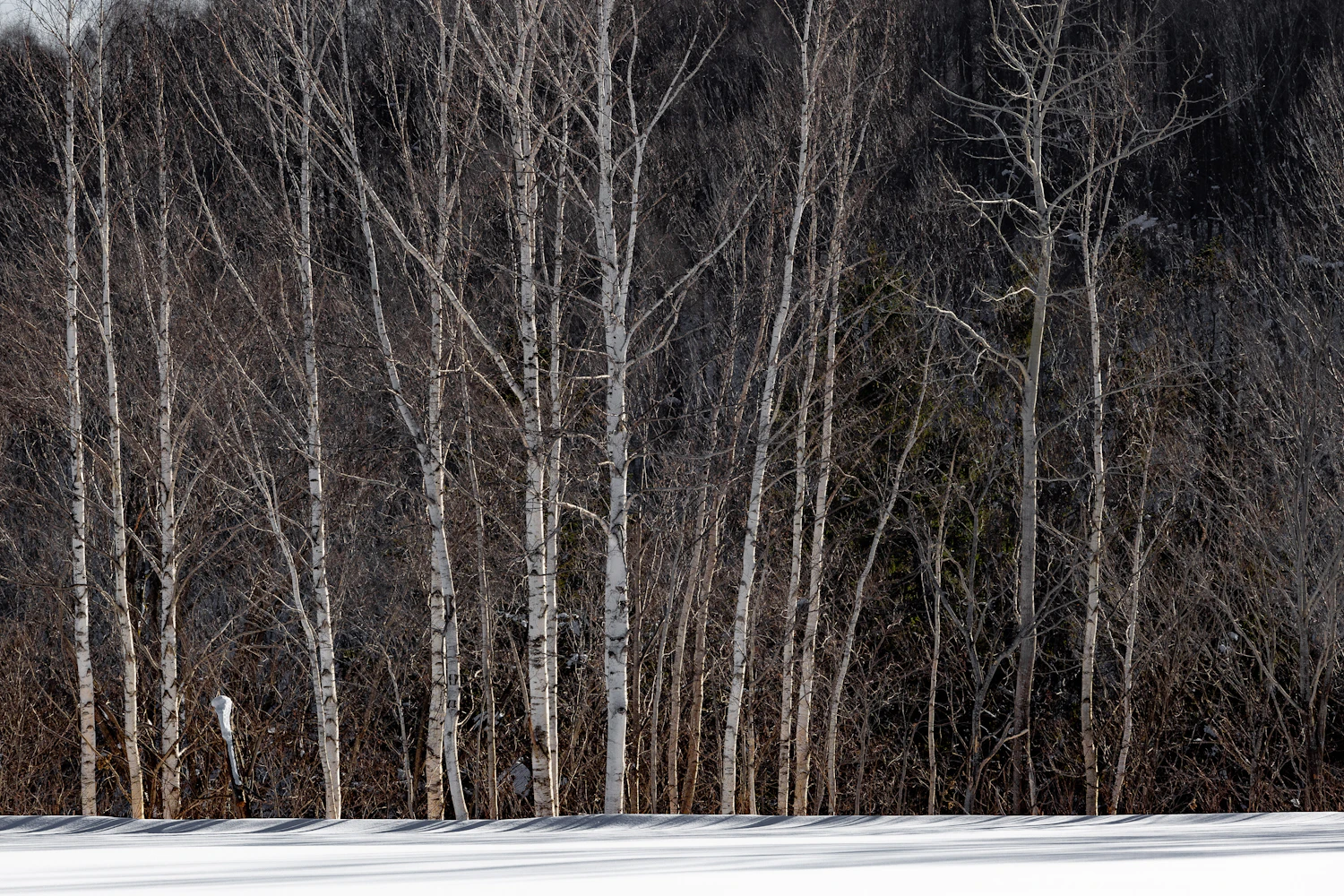Birch trunks in a row above fresh snow