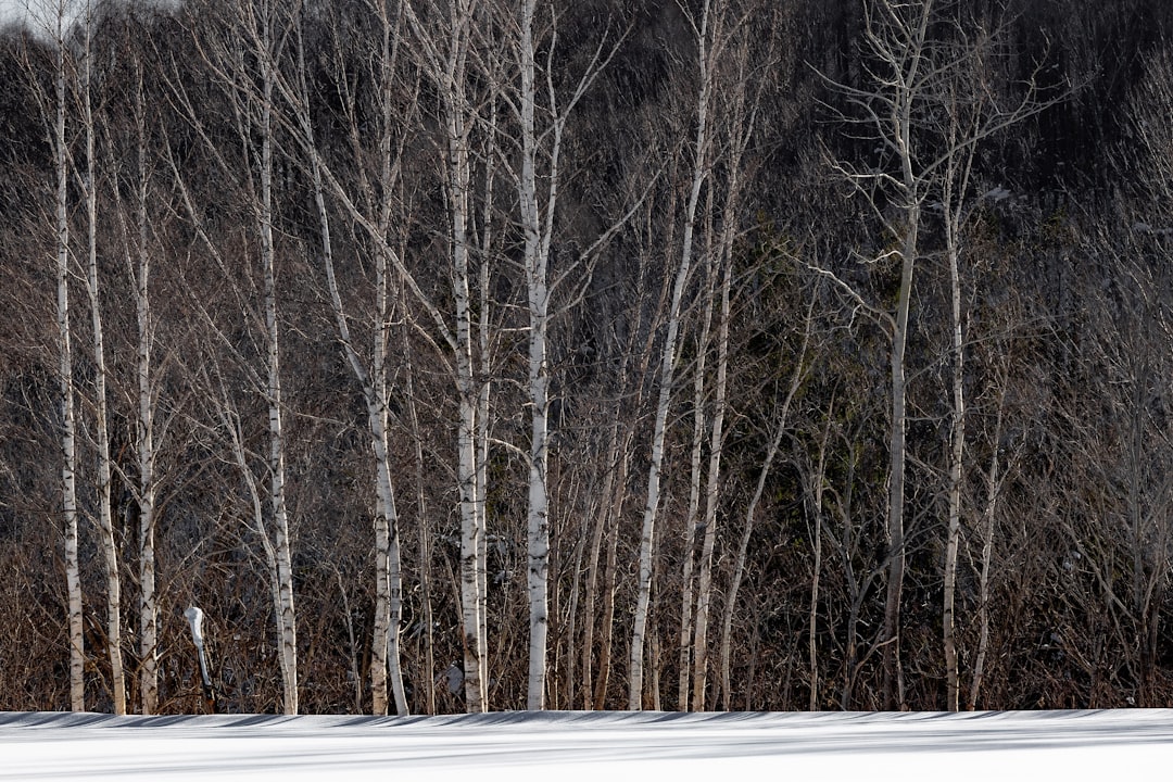 travelers stories about Forest in Niseko, Japan