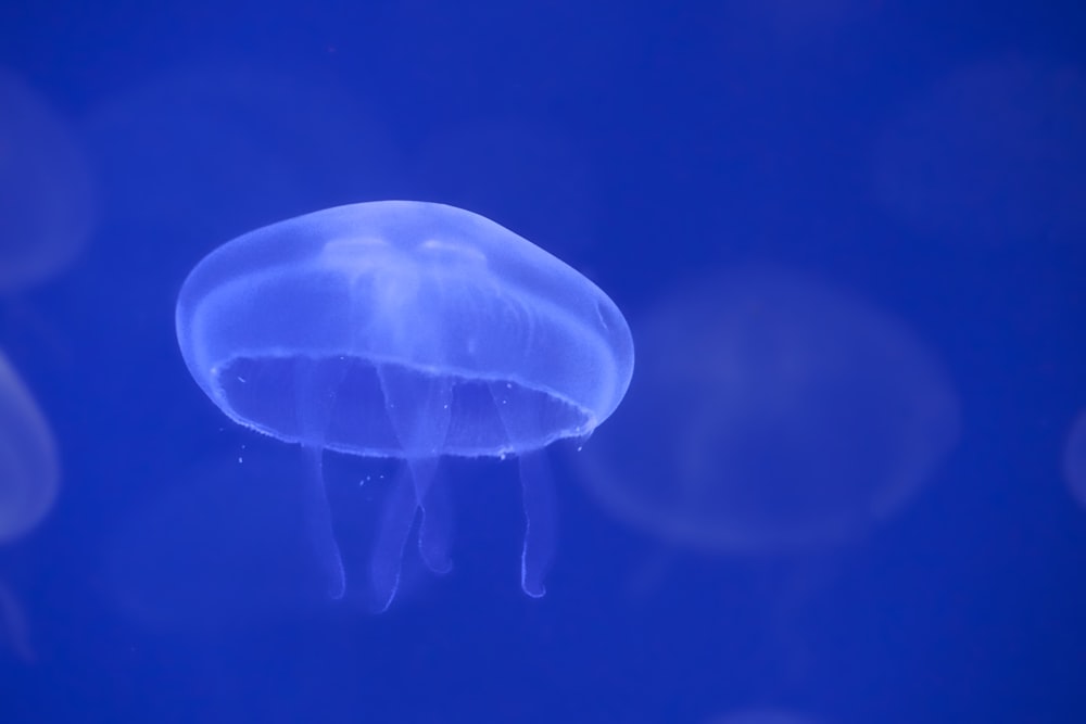 white jellyfish