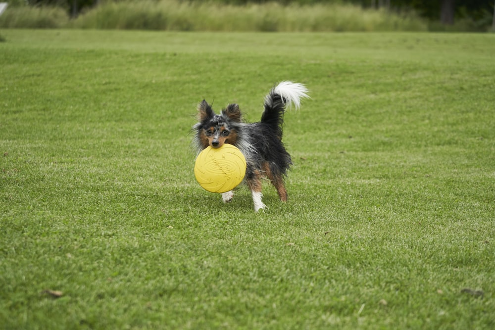 brown and black coated dog walking on grass field