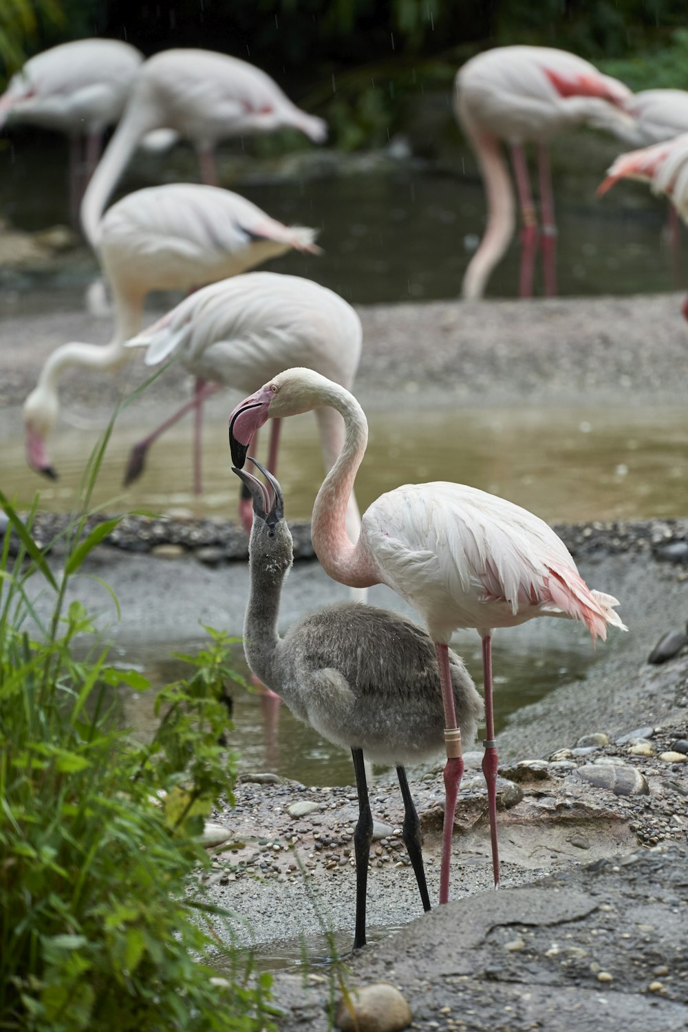 white flamingos near pond