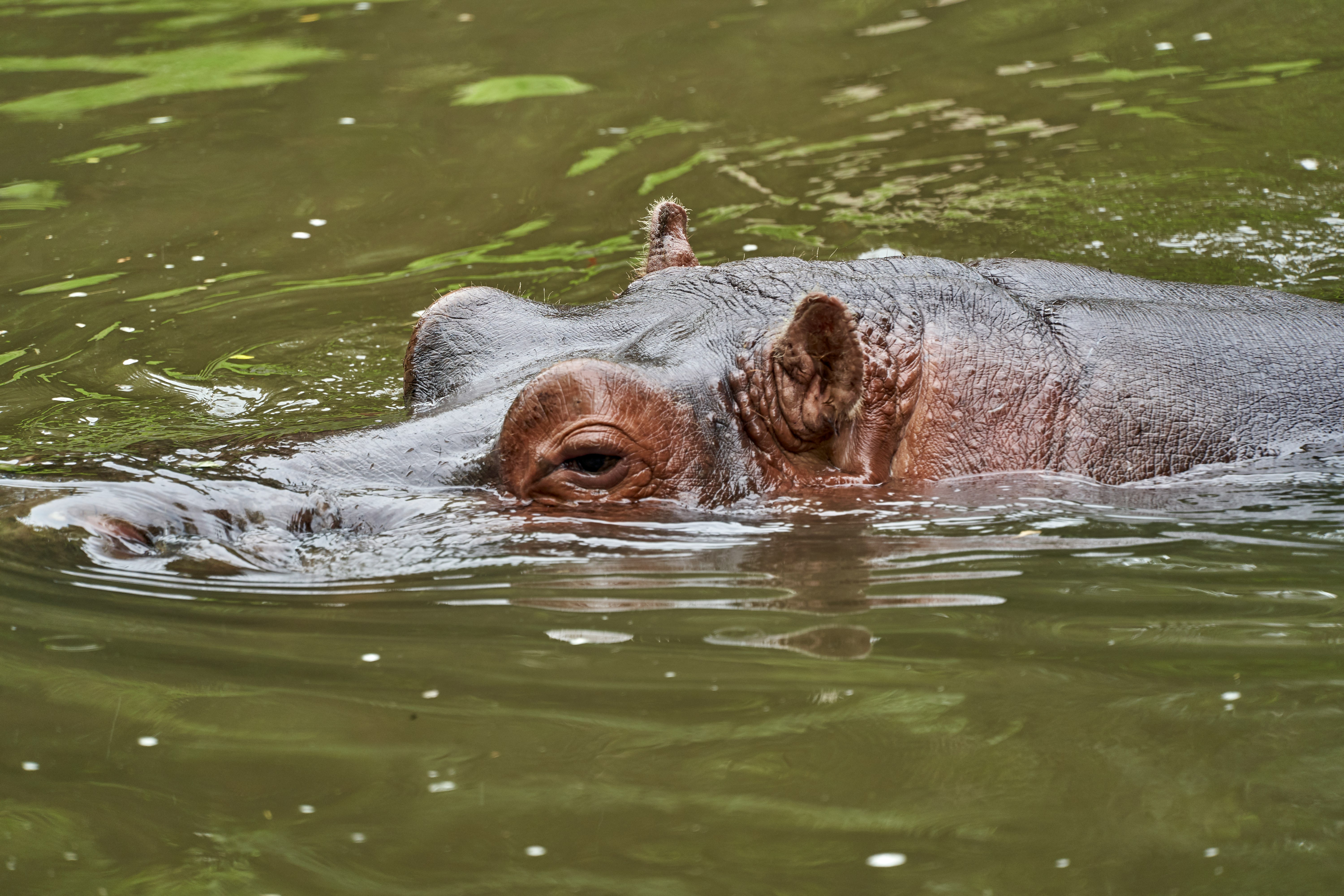 Hippopotamus portrait