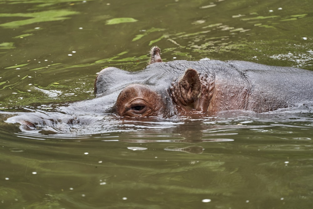 Hippopotamus portrait