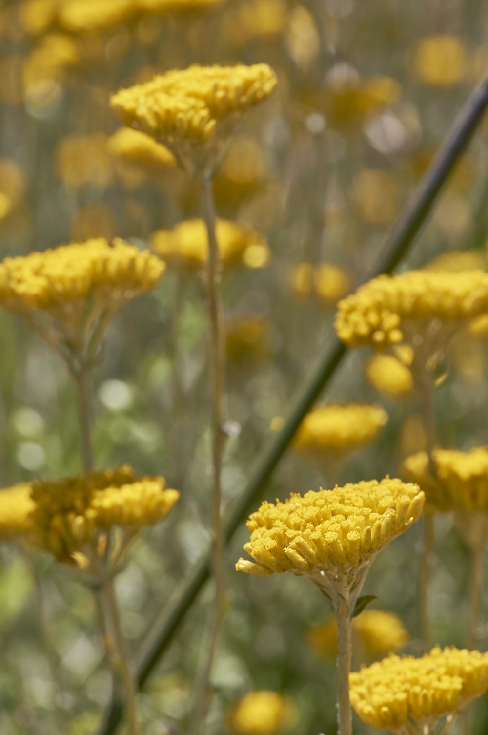 yellow flowers in bloom