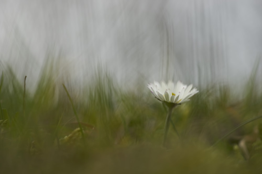 white petaled flower in bloom