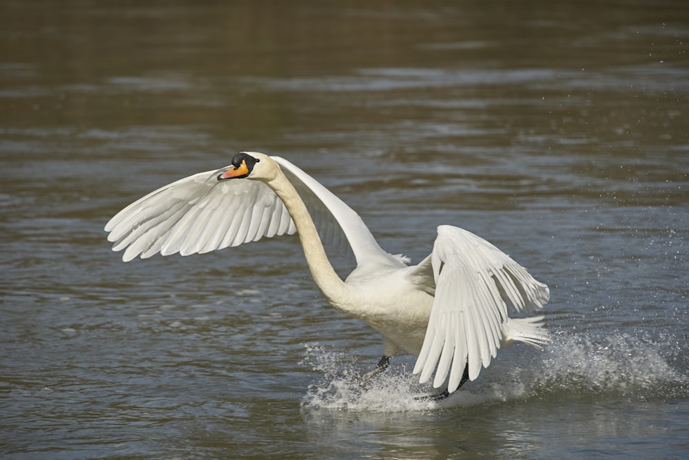 white swan