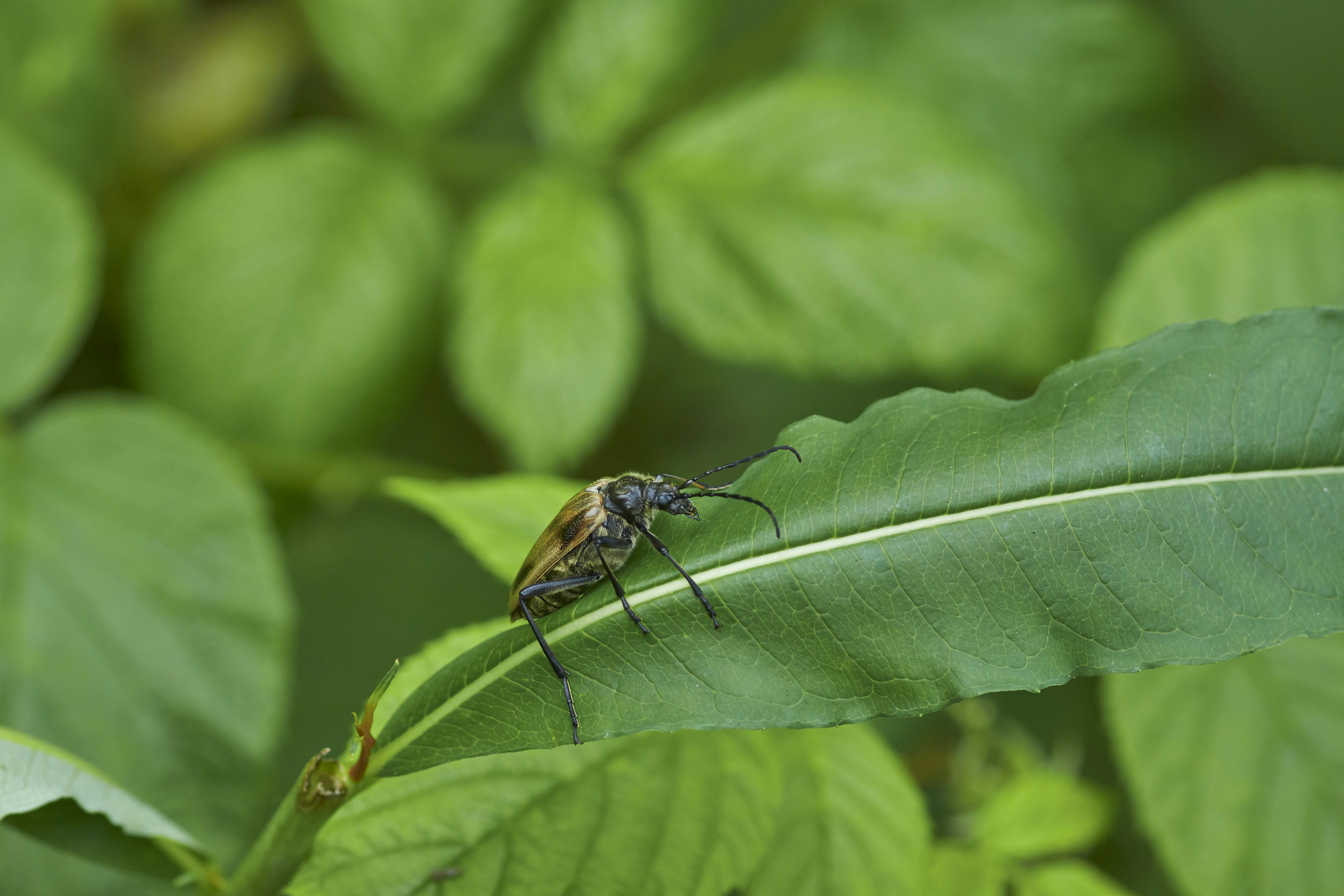 Photo by wolfgang_hasselmann