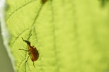 A small, red insect with long antennae is perched on the underside of a bright green leaf. The insect's body has a prominent, shiny red color with darker elements. The leaf shows detailed vein patterns, and the lighting casts subtle shadows, highlighting the texture.