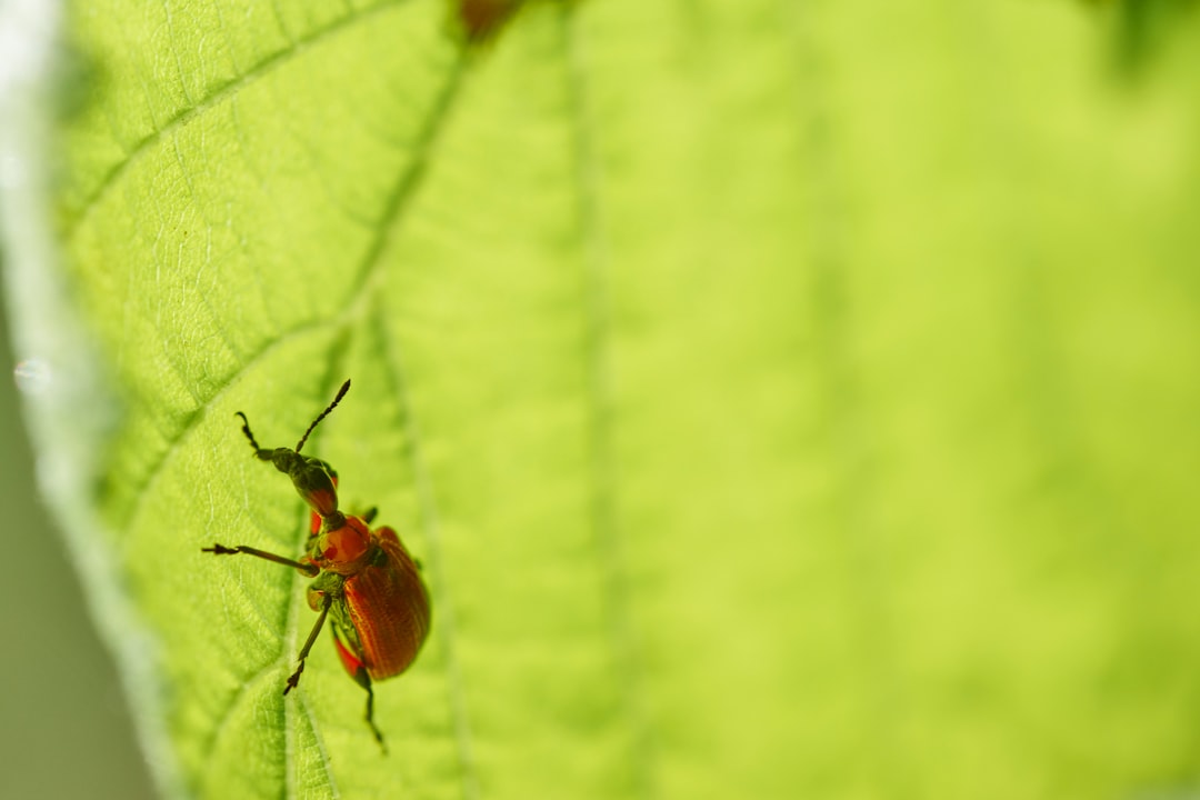 red bug on green leaf