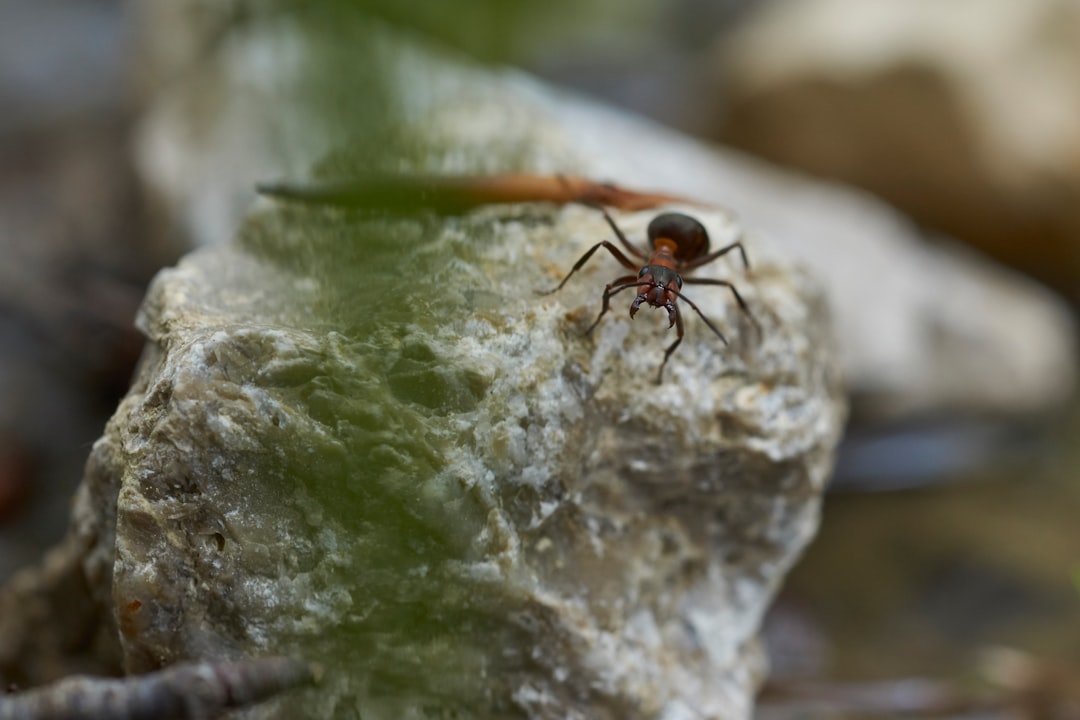 brown spider