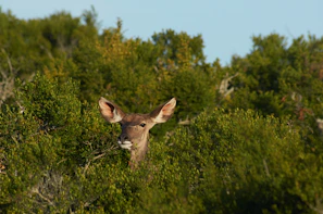 Wildlife spotted during a jungle safari, including a curious deer peeking through bushes