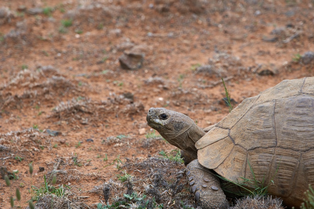 photo of gray tortoise