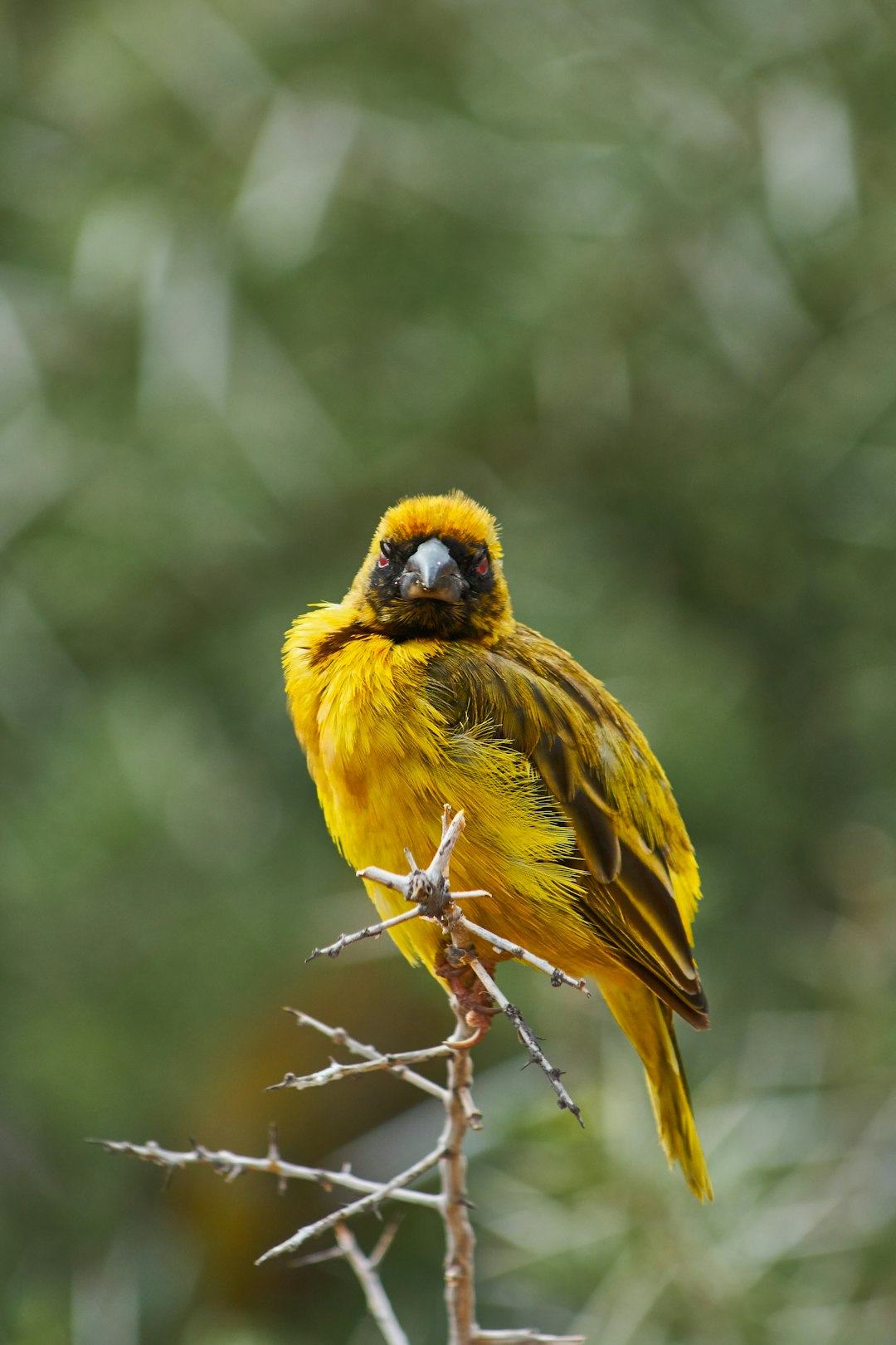 yellow and black coated bird