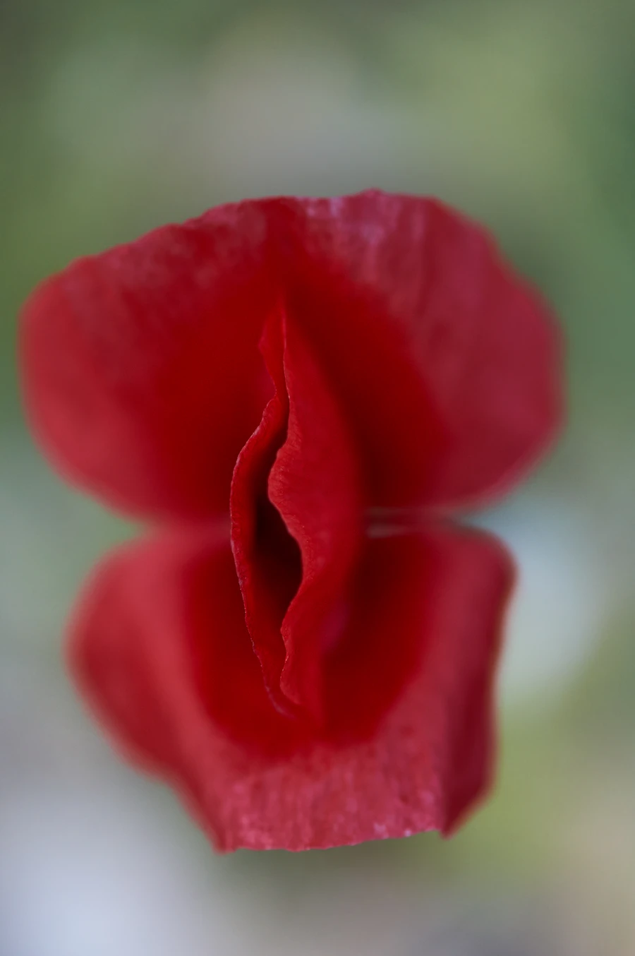 A red rose in bloom