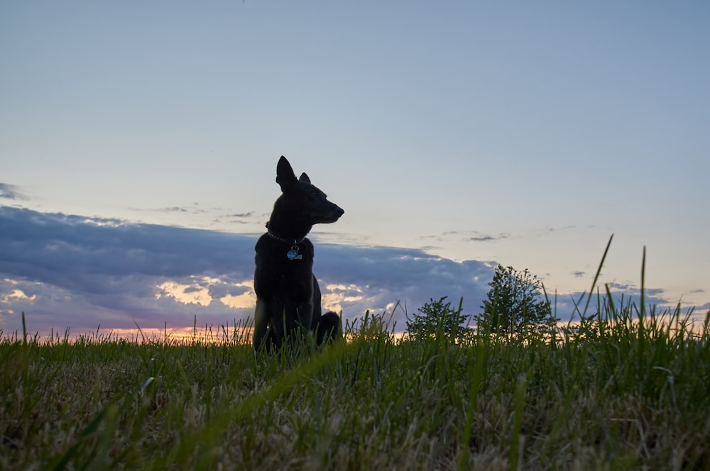 silhouette of black coated dog on green grass field
