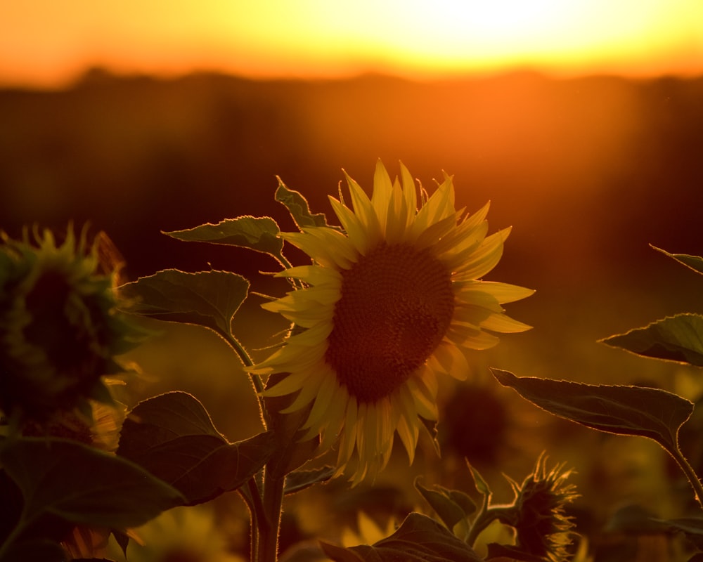 closeup photo of sunflower during golden hour