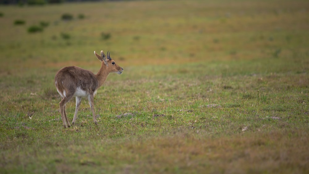 Cervo bruno che cammina sul campo d'erba