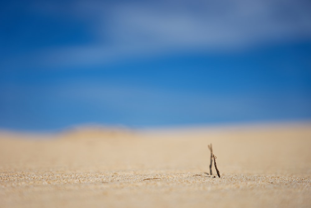 brown sand dune