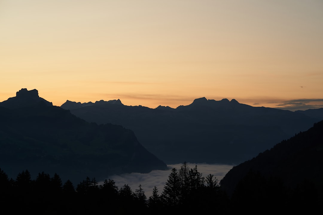 silhouette of trees