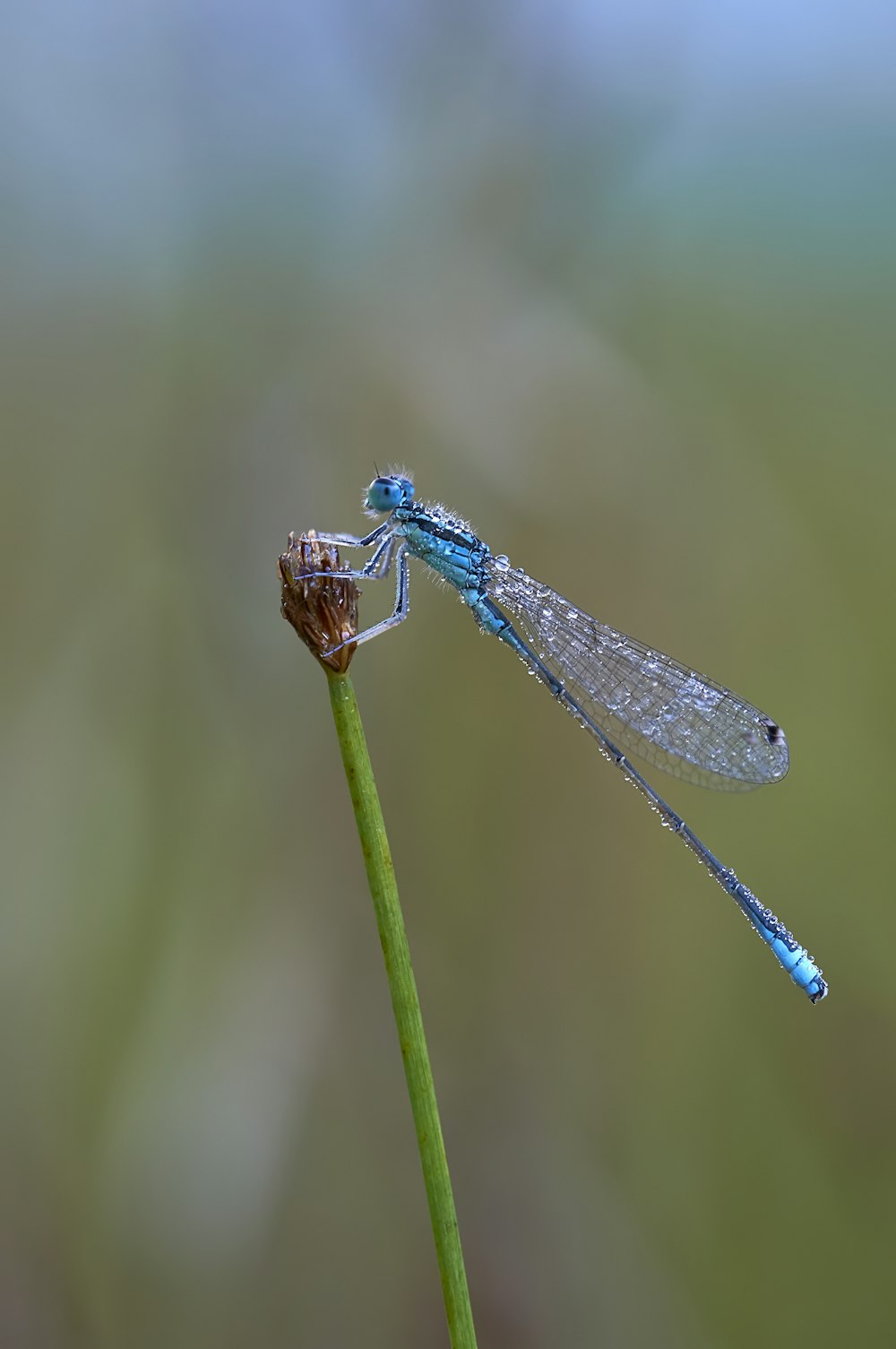 selective focus photography of blue dragonfly