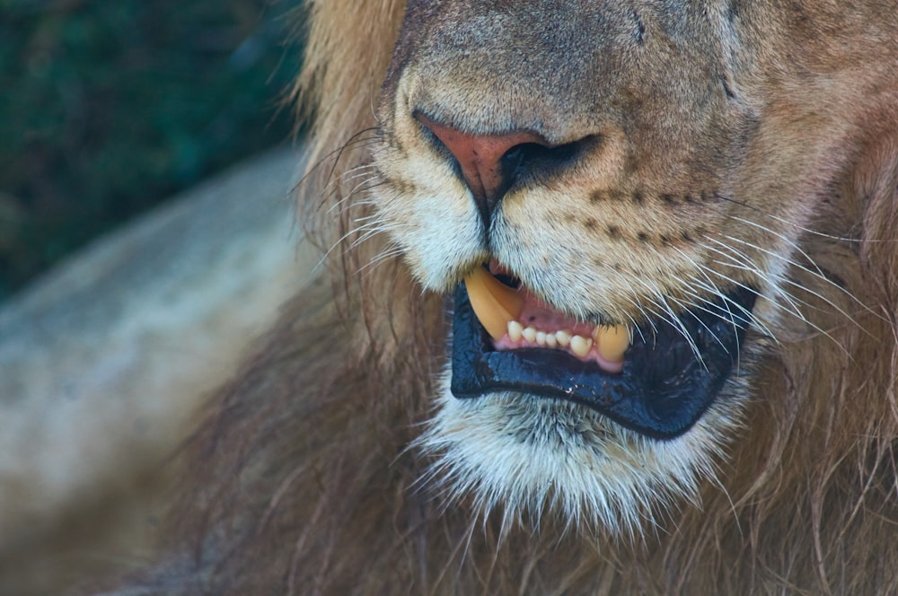 lion animal in close-up photography