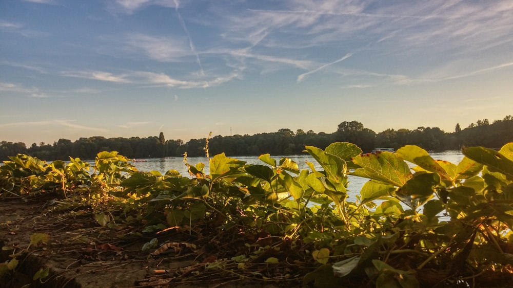 green leafed plants near body of water during daytime