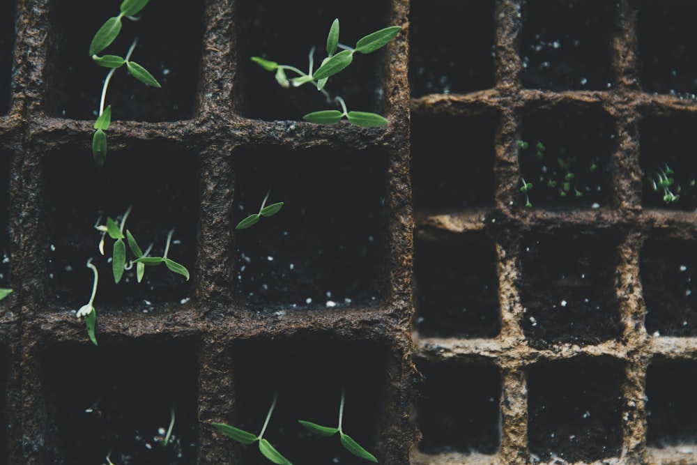 green-leafed plants