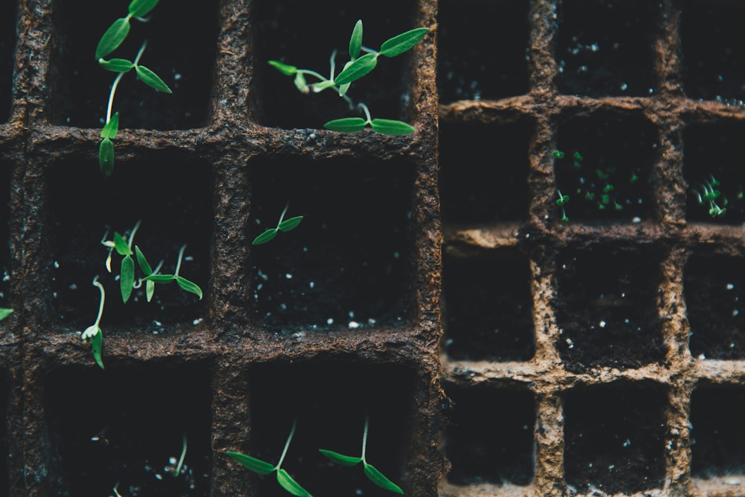 green-leafed plants