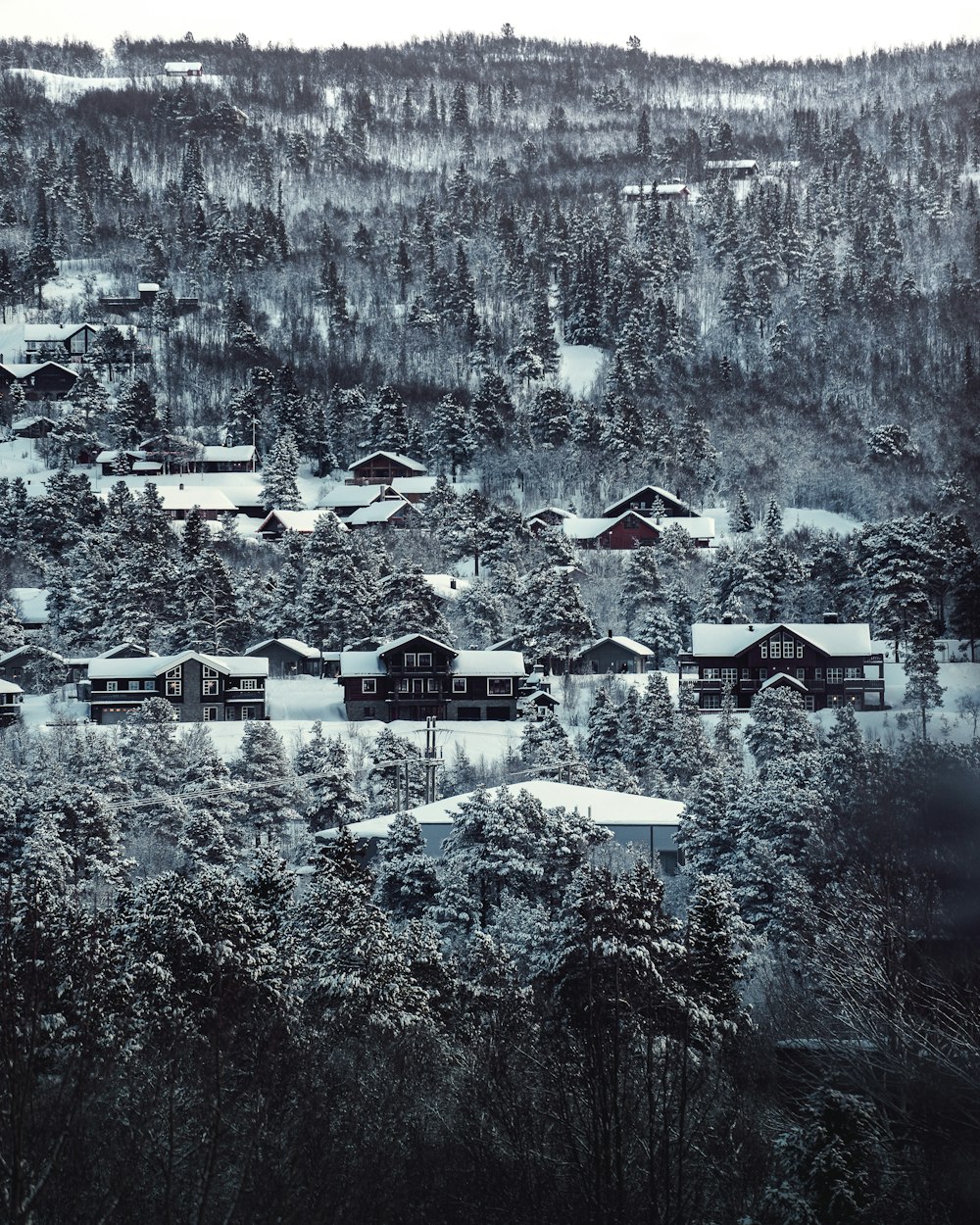 snow-covered houses surrounded with trees during daytime
