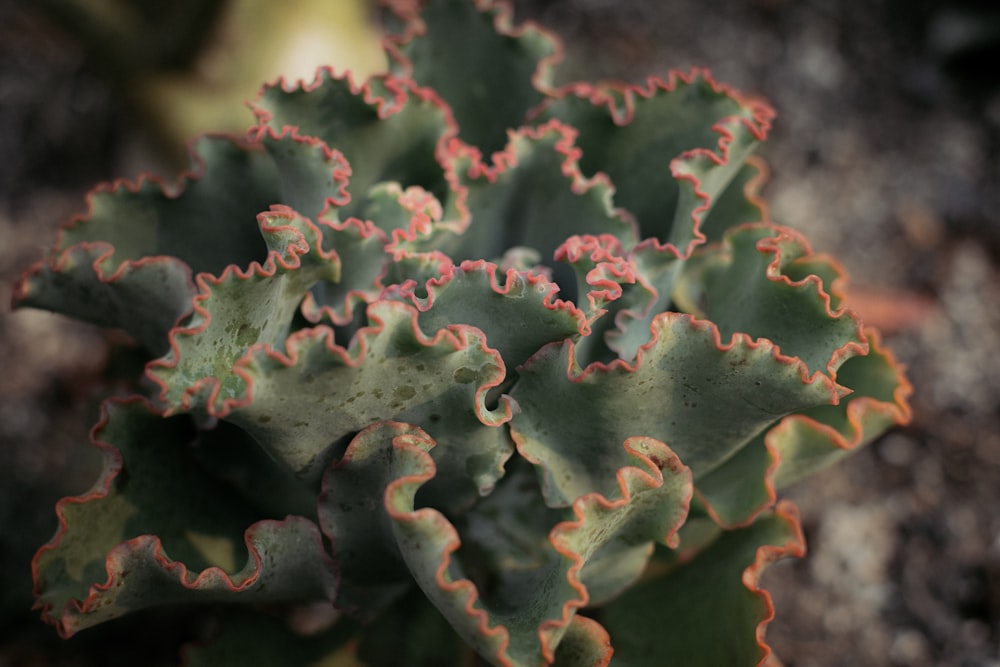 closeup photo of green leafed plant