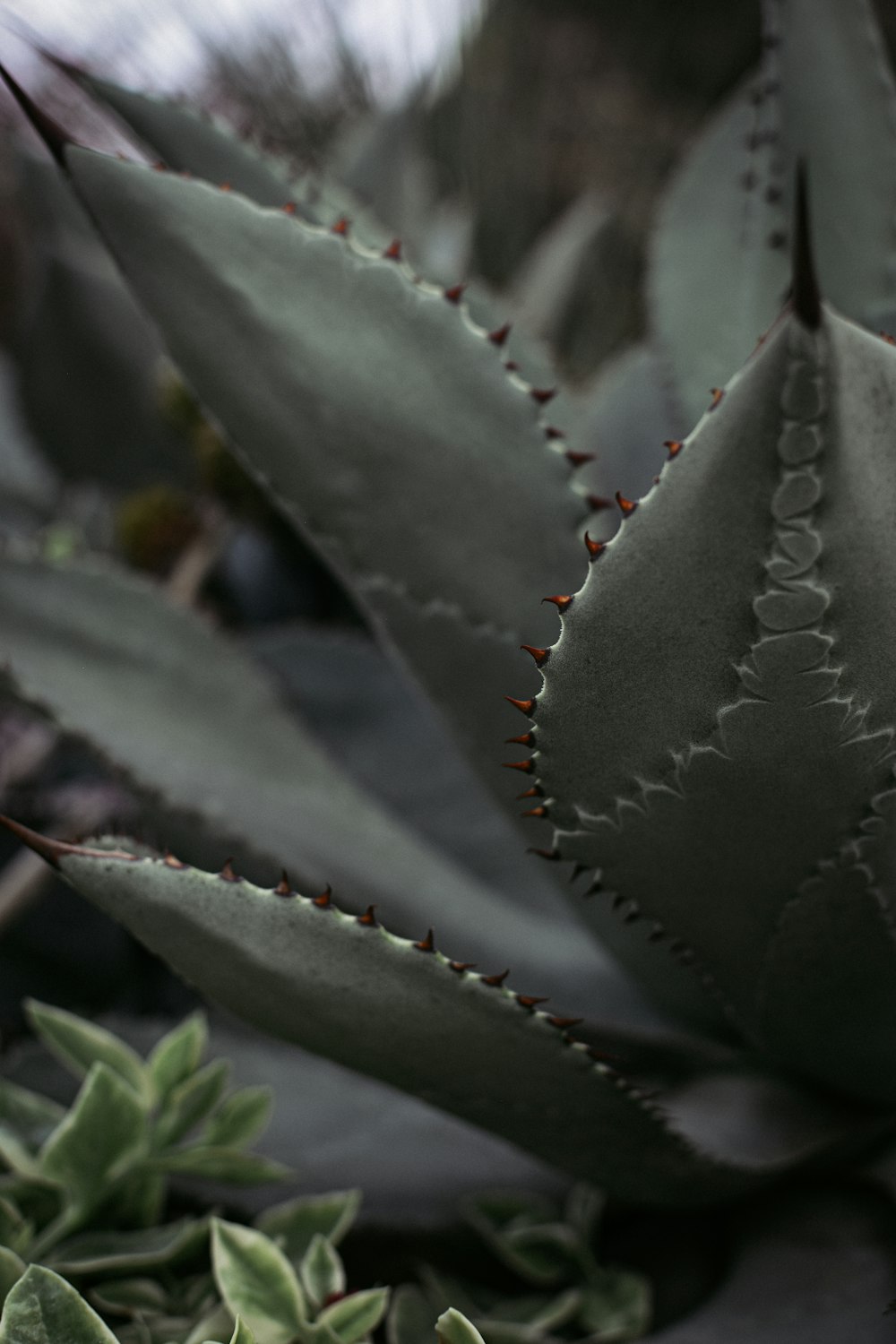 a close up of a plant with many leaves