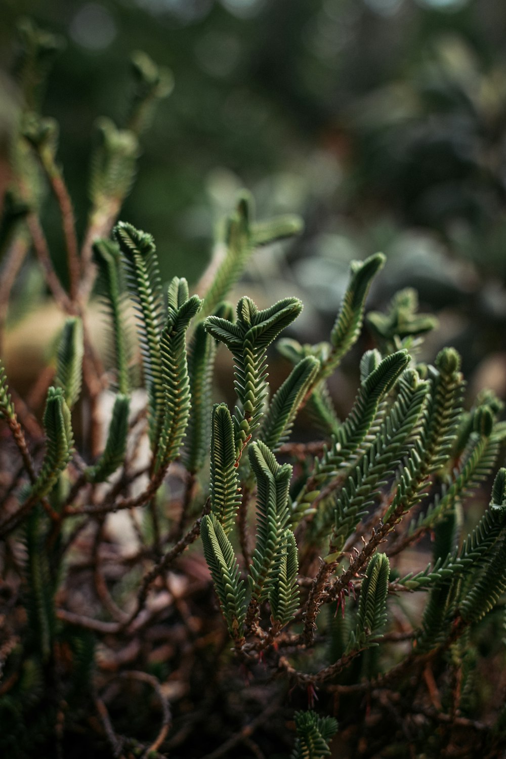 closeup photo of green leafed plant