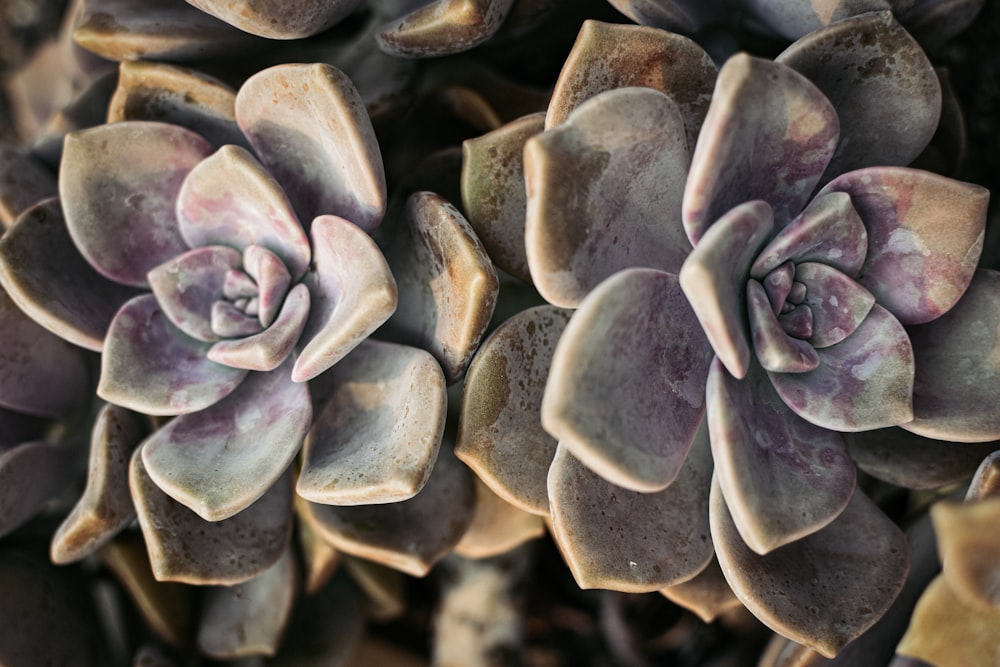 closeup photo of succulent