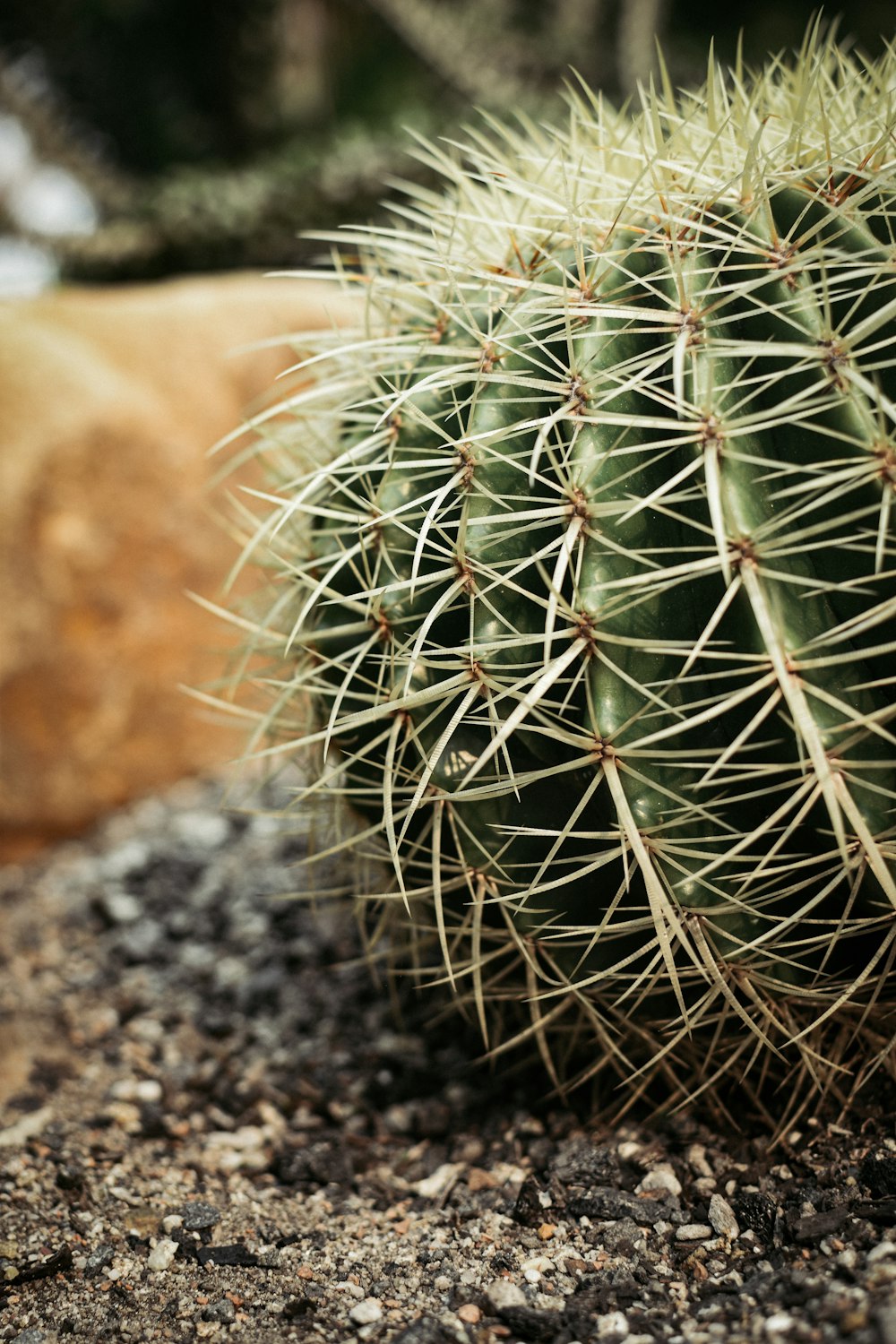 macro photography of green ball cactus