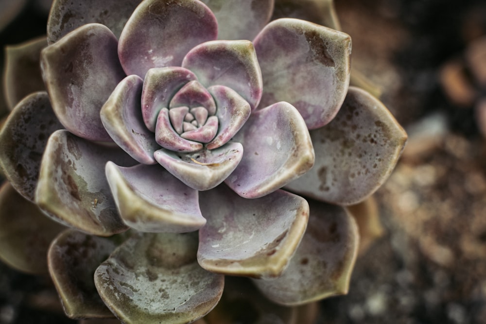 macro photography of green succulent plant