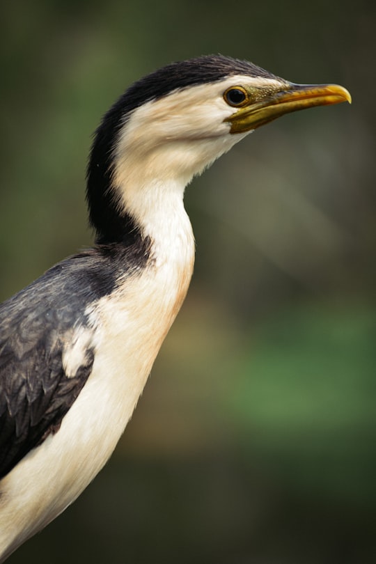 white and black bird in Gold Coast Australia