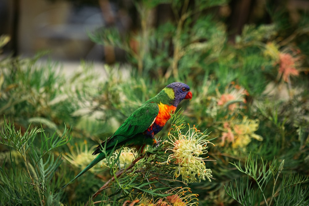 multicolored bird perched on flower