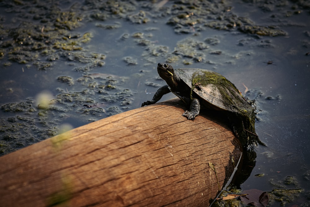black turtle on floating log