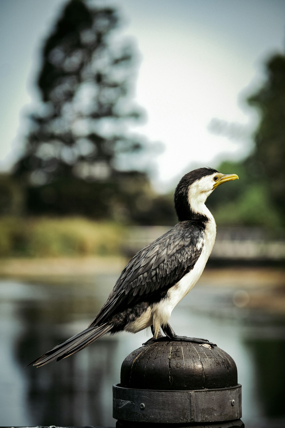 closeup photo of bird near tree during daytime