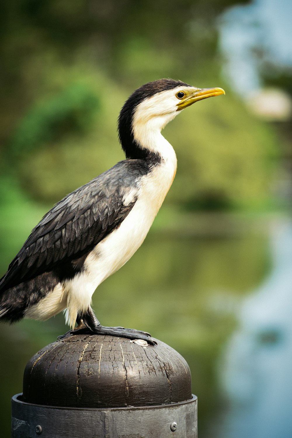 a black and white bird sitting on top of a pole